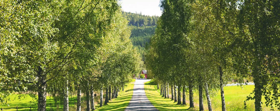 Bjørkeallé med grusvei som leder mot et rødt hus og skogkledd åsside